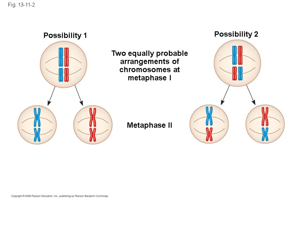 Fig. 13-11-2 Possibility 1 Possibility 2 Two equally probable arrangements of chromosomes at metaphase